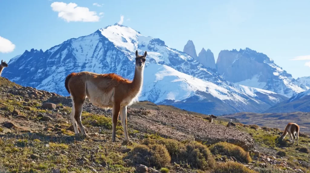 Wildlife in patagonia