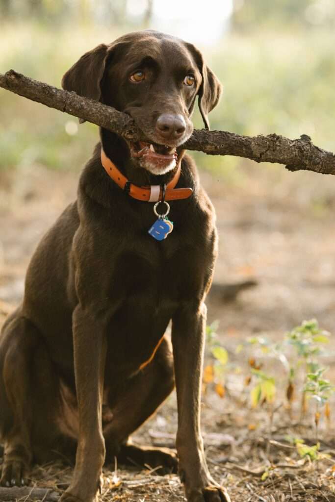 Leashes, Harnesses, and Collars