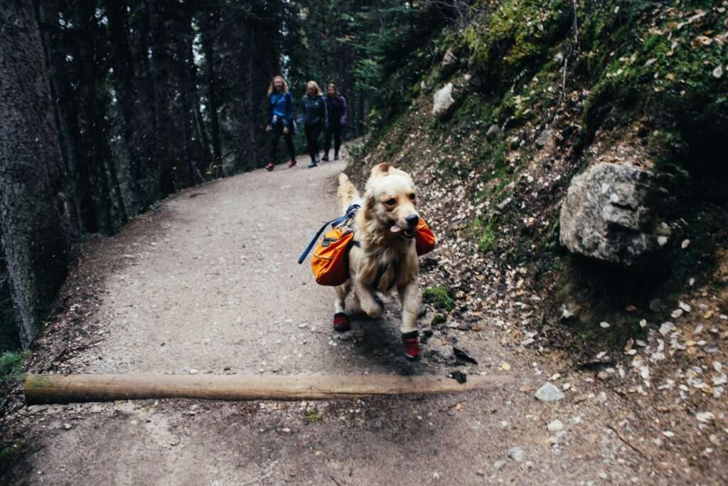 Packing essentials in your dog's backpack