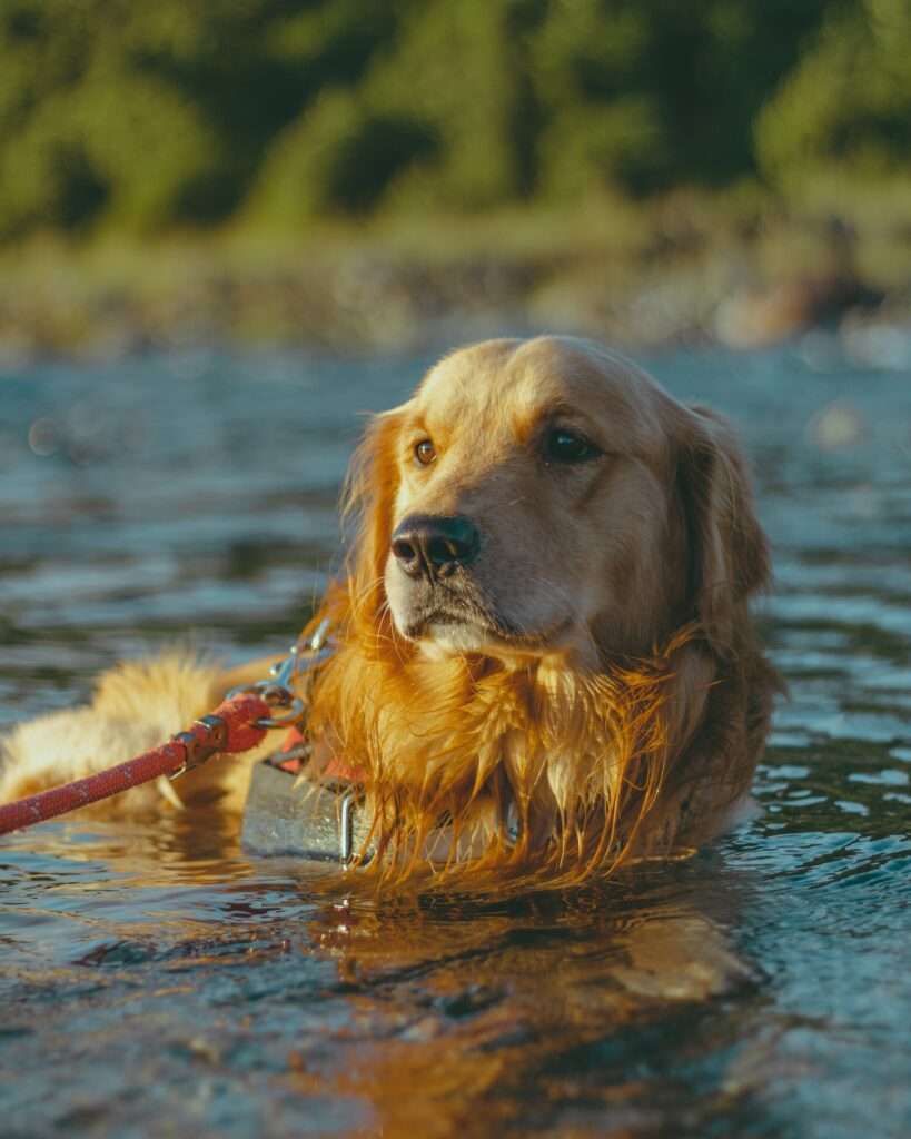 Portable bathing solutions for dogs