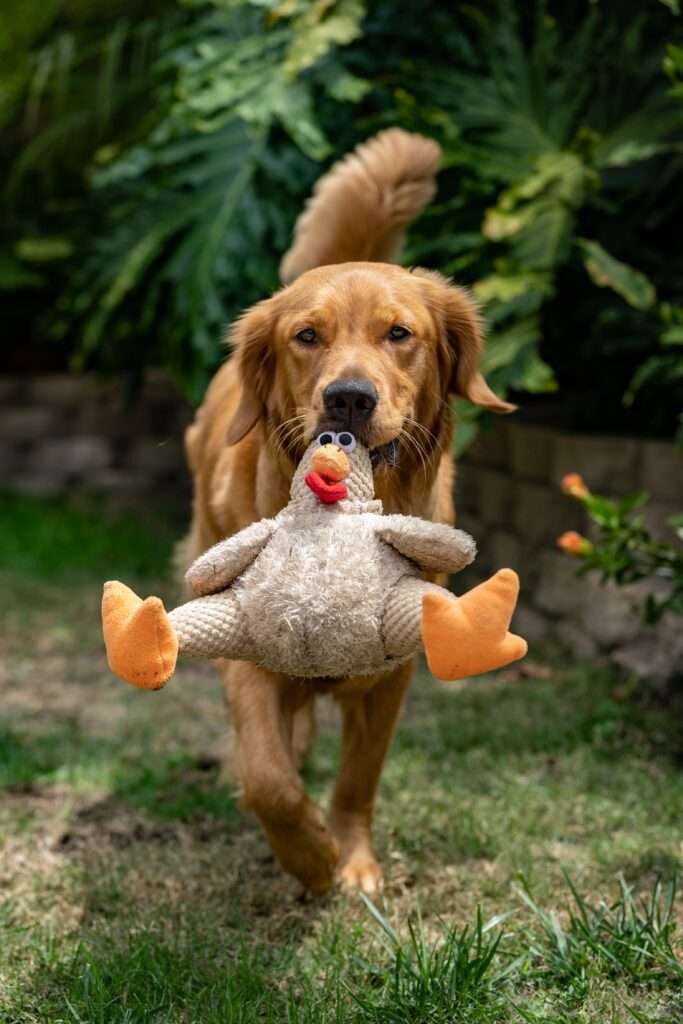 Dogs Interactive Toys 