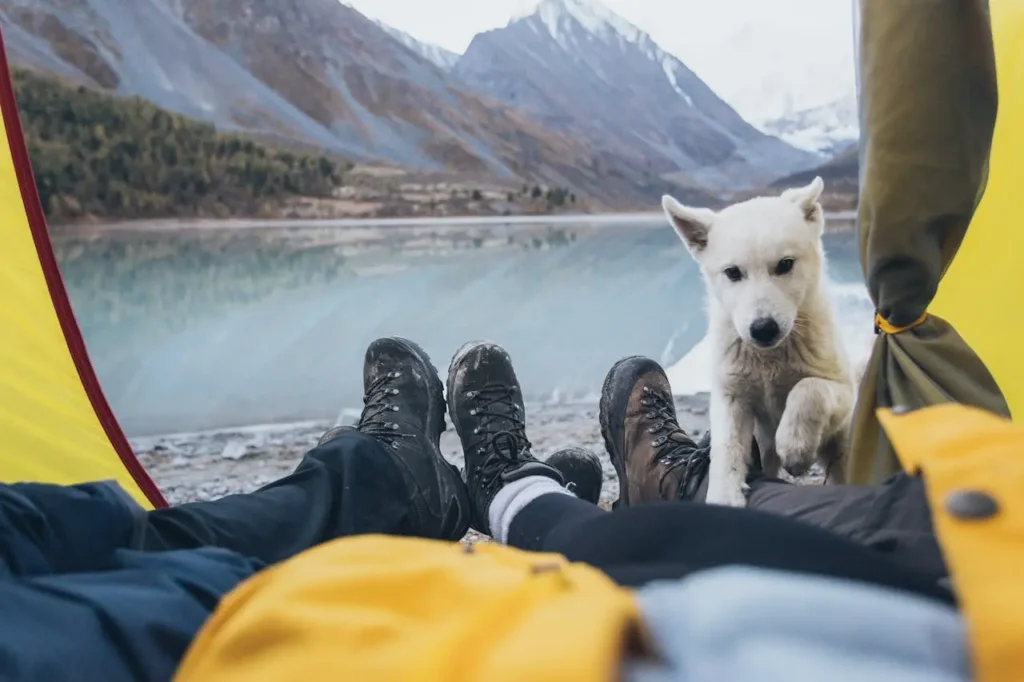 Pet friendly camping