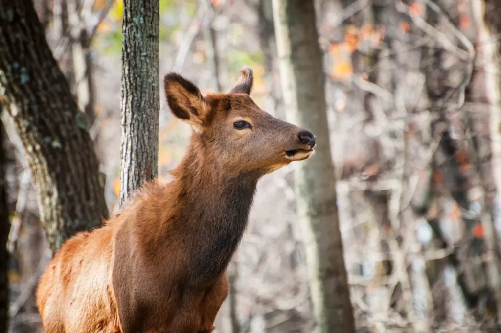 Wildlife Awareness camping