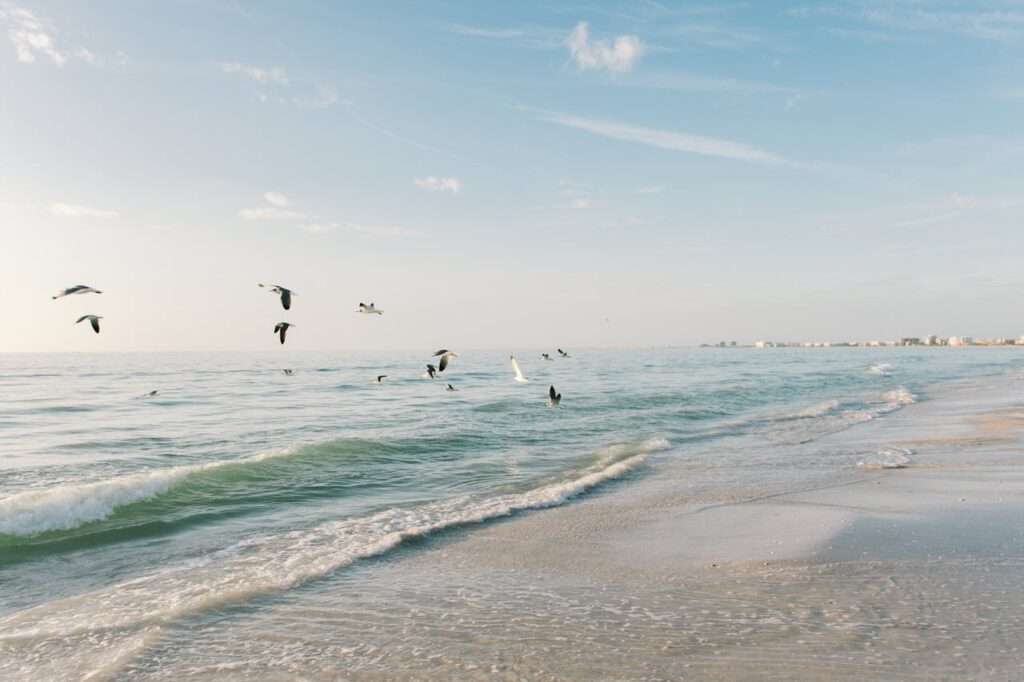 Birds Flying Over St. Pete Beach, FL, Photography By Miriam Salgado, Pexels