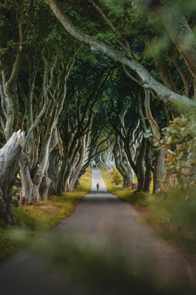 The Dark Hedges