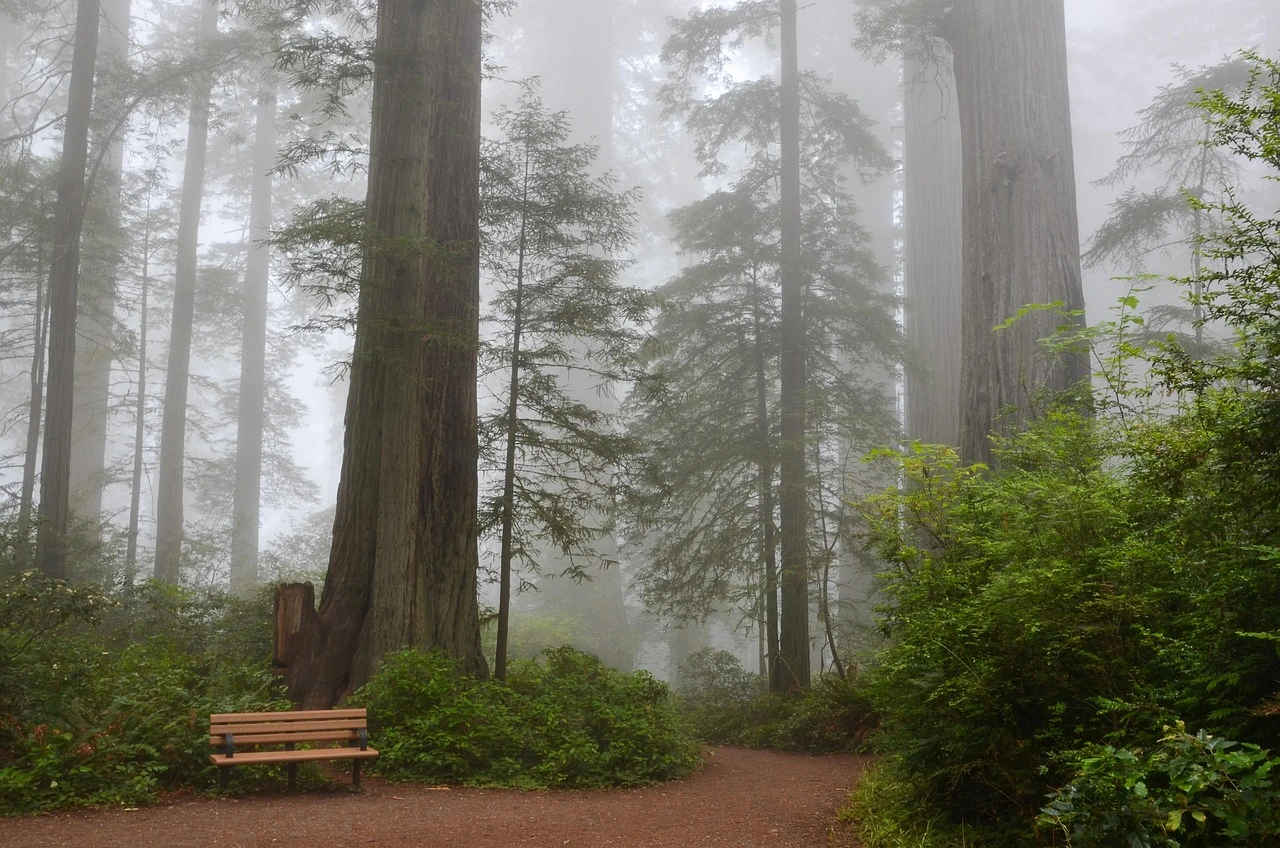 Camping In Redwood Forest: Everything You Need To Know in 2025