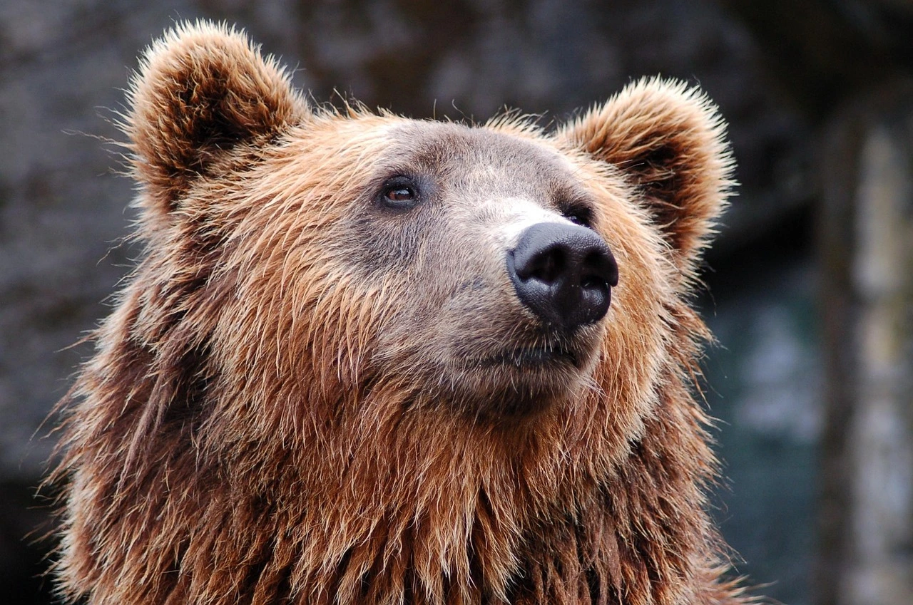 How to Keep Bears Away From Your Campsite (Safety Guide)